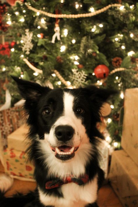 Christmas Border Collie, Border Collie Christmas, Border Collie Wallpaper, Puppy Christmas Pictures, Border Collie Photography, Photo Border, Border Collie Art, Border Collie Puppies, Christmas Border