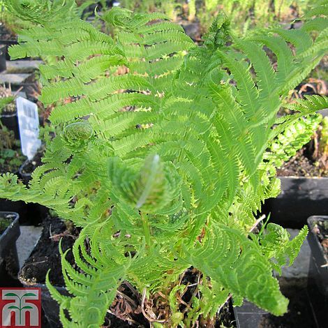 Shuttlecock Fern, Matteuccia Struthiopteris, Vegetative Reproduction, Plants Uk, Pond Plants, Fern Plant, Garden Pond, Liquid Fertilizer, Gardening Advice