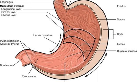 Anatomy of the stoamch: features, blood supply and nerve supply Stomach Diagram, Stomach Digestive System, Stomach Anatomy, Anatomi Dan Fisiologi, Digestive System Anatomy, Smooth Muscle Tissue, Transversus Abdominis, Anatomy Images, Human Digestive System