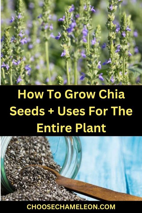 How To Grow Chia Seeds + Uses For The Entire Plant How To Grow Chia Seeds, Chia Seeds Uses, Grow Chia Seeds, Chia Seed Plant, Growing Grains, Chia Plant, Growing Chia Seeds, Chai Seed, Amaranth