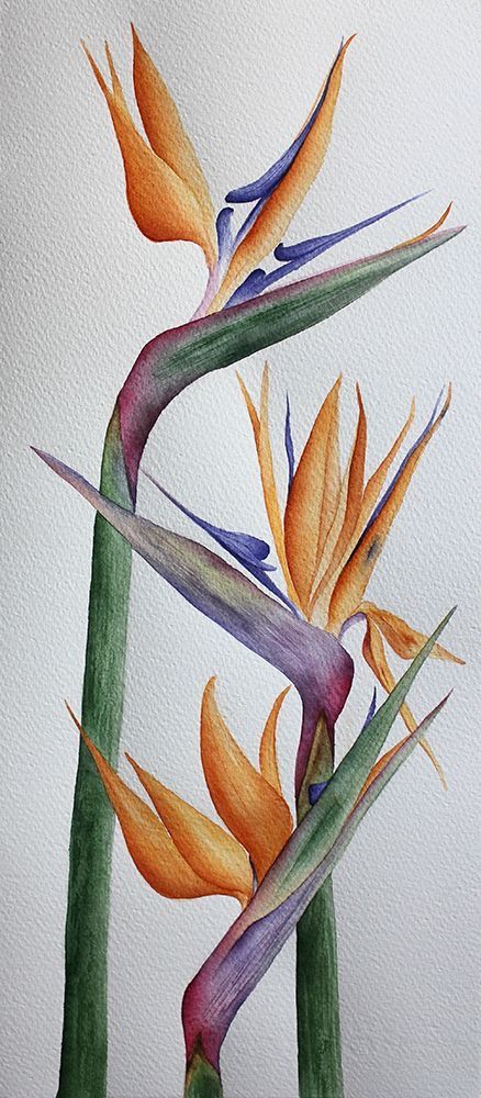 Bird Of Paradise Watercolor, Paradise Painting, Paradise Flowers, Watercolor Flower Art, Watercolor Art Lessons, Botanical Painting, Lukisan Cat Air, Botanical Watercolor, Bird Of Paradise