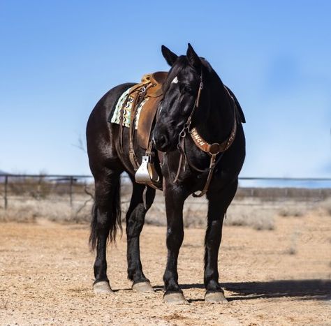 Ranch Horse, Black Quarter Horse, Draft Quarter Horse Cross, Percheron Quarter Horse Cross, Roping Horse, Livestock Branding, Black Horse Western, Black Thoroughbred Stallion, Working Cow Horse