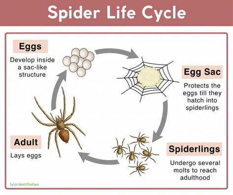 Spider Life Cycle: Facts, Stages, Mating, Reproduction, Pictures Life Cycle Of A Spider, Spider Unit Study, Spider Life Cycle, Yellow Garden Spider, Spiders Preschool, Spider Facts, Spider Fact, Spider Eggs, Kindergarten Science Activities