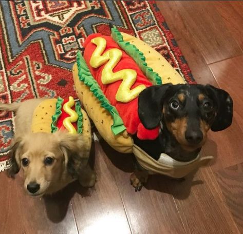 The 55+ Greatest Dachshund Costumes EVER Weiner Dog Costume, Dachshund Costumes, Dachshund Costume, Puppy Halloween Costumes, Hotdog Costume, Puppy Costume, Pet Halloween Costumes, Very Cute Dogs, Weenie Dogs