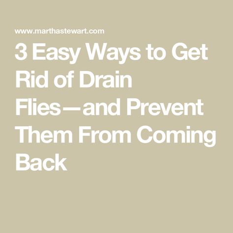 3 Easy Ways to Get Rid of Drain Flies—and Prevent Them From Coming Back Getting Rid Of Drain Flies, How To Get Rid Of Drain Flies In House, Drain Gnats Get Rid Of, How To Get Rid Of Drain Gnats, Drain Fly Remedy, Drain Flies How To Get Rid Of, Getting Rid Of Nats, Fly Remedies, Fly Deterrent