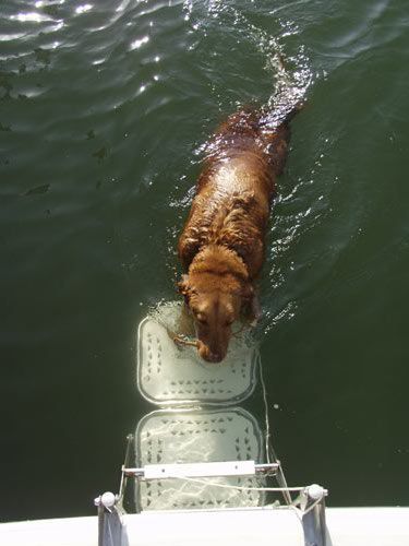 Take care of your pooch when you bring them along for a boat ride. Dog Boat Ramp, Dogs On Boats, Party Barge, Boating Tips, Kayaking Tips, Dog Ramp, Boat Projects, Boat Interior, Inflatable Kayak