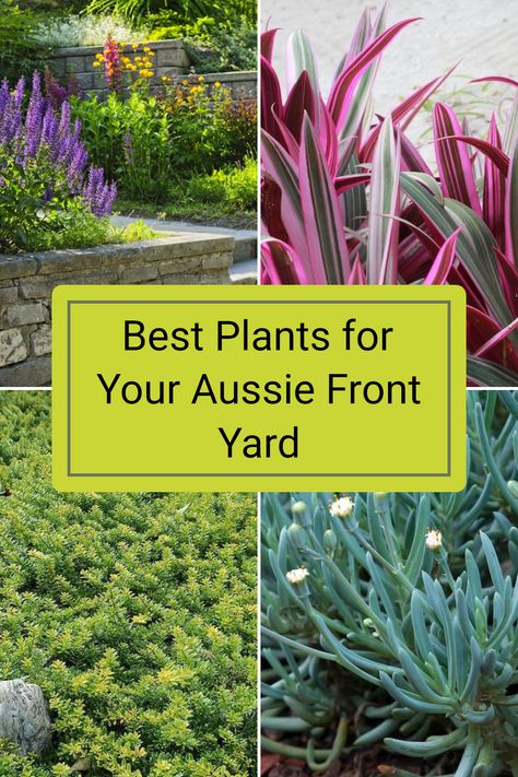 Choosing the right plants for your front yard can seriously transform your home's curb appeal while ensuring it's eco-friendly and manageable. From Rhoeo discolor to Myoporum parvifolium, there are great low-maintenance selections perfect for Australian gardens. Dive into our article to discover the top 10 plants that will make your front yard shine all year round. Plant wisely and your garden will be the envy of the street! Garden Inspiration Australia, Low Maintenance Garden Australian Front Yard, Australian Front Yard, Street Appeal Australia Front Yards, Low Maintenance Garden Australian, Front Garden Ideas Australian, Front Yard Landscaping Australian, Liriope Muscari, Australia Landscape