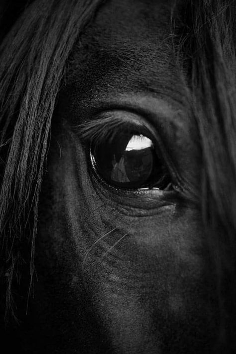 An Eye, Home Ideas, The Good, Horses, Black And White, Tumblr, White, Black