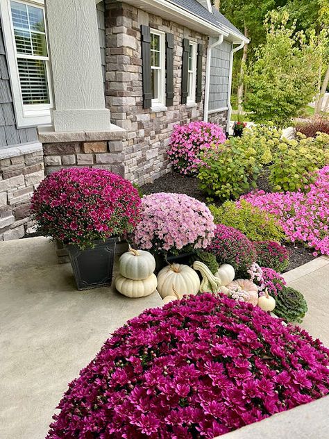 Mum Landscaping Front Yards, Front Yard Landscaping Fall, Fall Porch Purple Mums, Pink Mums Front Porch, Fall Curb Appeal Front Yards, Purple Mums Fall Front Porches, Mums Flowers Front Porch Fall Decorating, Front Door Mums, Fall Flowerbeds Front Yards