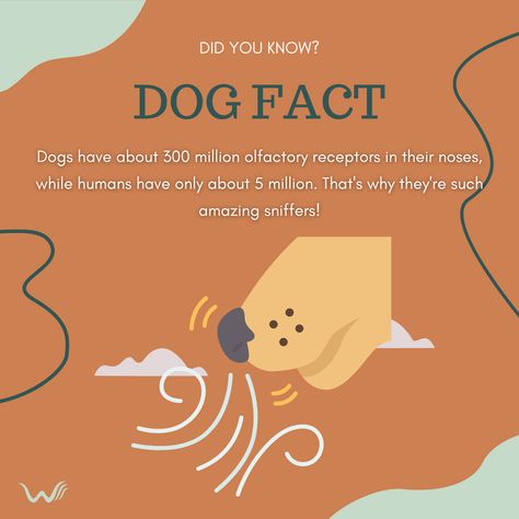 Did you know? Dogs have about 300 million olfactory receptors in their noses, while humans have only about 5 million. That's why they're such amazing sniffers! 🐾  #DogFactOfTheDay #DogsRule 1st Grade Science Fair, Bio Project, Puppy Yoga, Fun Facts About Dogs, Pet Services, 1st Grade Science, Dog Salon, Vet Clinic, Fact Of The Day