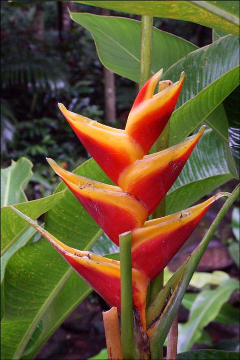 Puerto Rican Plants | Flowers of El Yunque Rainforest, Puerto Rico | Steve's Genealogy Blog Flowers Of Puerto Rico, Costa Rican Flowers, Puerto Rican Flower, Pr Tattoo, Yunque Rainforest Puerto Rico, Rainforest Mural, El Yunque Rainforest, El Yunque National Forest, Rainforest Plants