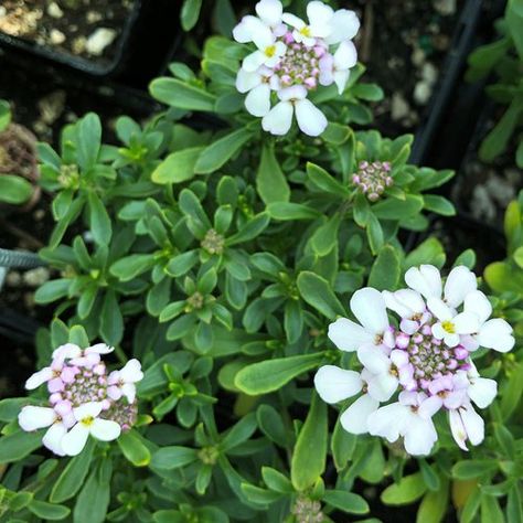 Candy Tuft Plant, Candy Tuft, Flower Foliage, Ice Candy, Little Prince, Hedges, Photo Credit, Perennials, Wild Flowers