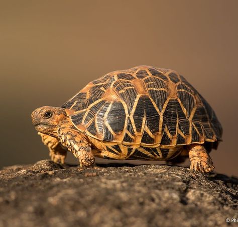 Star Tortoise, India Wildlife, Indian Star Tortoise, Indian Star, Living Art, Cute Stars, Wildlife Photography, Turtles, Tortoise