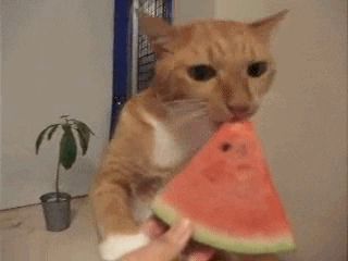 via GIPHY Cat Compilation, Watermelon Cat, Eating Watermelon, Funny Cat Compilation, Cat Eating, Cat Obsession, Dog Dental, Funny Cats And Dogs, Funny Cat Videos