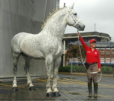 Percheron, I can't believe how big this Baby is!! Draft Horse Breeds, Percheron Horses, Cai Sălbatici, Big Horses, Most Beautiful Horses, Majestic Horse, All The Pretty Horses, Horse Crazy, Draft Horses