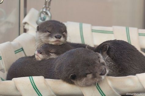 Otters Hugging, Otters Cute, Otter Love, Baby Otters, Super Cute Animals, Sea Otter, Scottish Fold, Fluffy Animals, Wildlife Animals