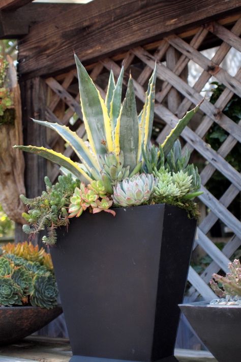 Agave Container Garden, Succulents In Large Pots Outdoors, Large Succulent Arrangements Outdoor, Agave In Pots, Large Succulent Arrangements, Succulent Container Ideas, Agave Americana, Garden Tags, Potted Succulents