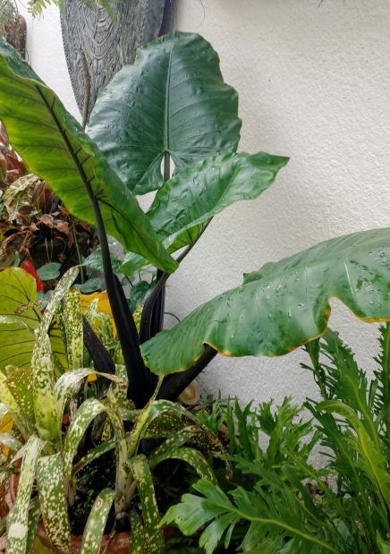 Alocasia Macrorrhiza, Pictures Of Plants, Florida Pictures, Plants Growing, Weather Vanes, Garden Journal, Wildlife Habitat, Elephant Ears, Plant Pictures