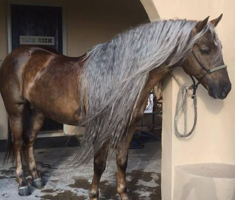 Sooty Palomino, Unique Horses, Palomino Horses, Horse Pics, Miniature Horses, Palomino Horse, Paint Horse, Horse Grooming, Most Beautiful Horses