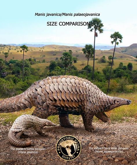 Giant asian pangolin, is an extinct species of pangolin that was native to Asia. Its total length is measured up to 2.5 m. Giant Pangolin, Sunda Pangolin, African Forest Elephant, Extinct Species, Prehistoric Wildlife, Amazing Animal Pictures, African Wild Dog, Ancient Animals, In The Zoo