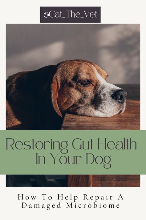 Gut Health For Dogs, Dog Gut Health Recipes, Dog Gut Health, Canine Nutrition, Diet Changes, Healthy Microbiome, Food Advice, Dog Health Tips, Dog Pee