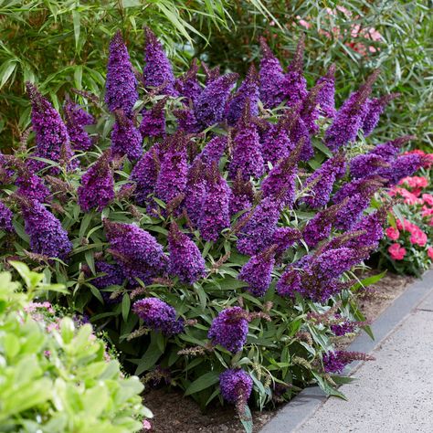 Butterfly Bush Care, Rose Fertilizer, Buddleja Davidii, Water Wise Plants, Bush Plant, Full Sun Perennials, Deer Resistant Plants, Purple Plants, Garden Inspo