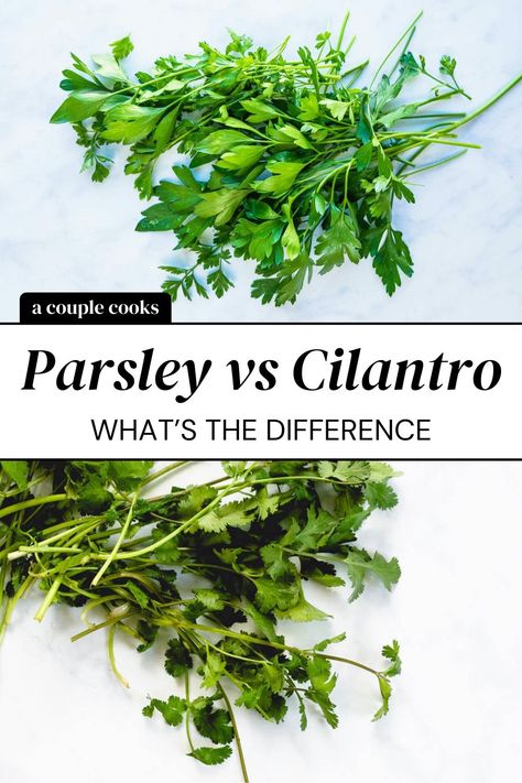 Parsley vs cilantro: what’s the difference between these fresh herbs? Can you substitute one for the other? Here’s the breakdown. | parsley recipes | cilantro recipes | herb recipes | #parsely #cilantro #parsleyvscilantro Best Salsa Recipe, Creamy Cilantro Dressing, Parsley Recipes, Cilantro Recipes, Quinoa Tabbouleh, Cilantro Lime Shrimp, A Couple Cooks, Recipe Hacks, Cilantro Lime Sauce