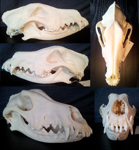 shinigami-taxidermy Doberman Skull, Taxidermy, Doberman, Dogs