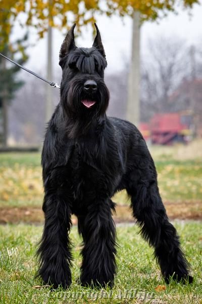 Giant Schnauzer Dog Breeds That Dont Shed, Lovers Tattoo, Black Schnauzer, Mini Schnauzer Puppies, Giant Schnauzer, Giant Dogs, Schnauzer Puppy, Animals Dogs, Schnauzer Dogs