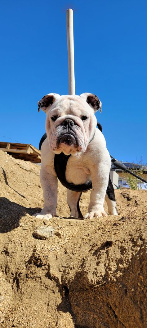 Beautiful english bulldog puppy at 5months black and white!🥰😍 White English Bulldog, White Bulldog, British Bulldog, English Bulldog Puppy, English Bulldog, Bulldog, Vision Board, Puppies, Black And White