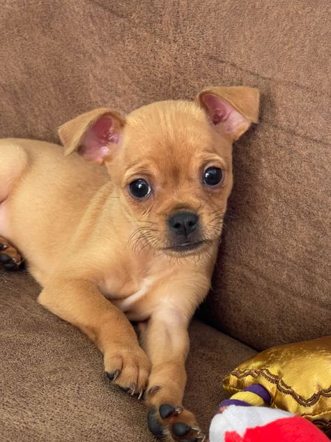 Chihuahua Pug Mix Puppies, Pug Chihuahua Mix Chug, Chug Dog Breed, Chug Puppies, Chug Dog, Chihuahua Mix Puppies, Pug Mix, Super Cute Puppies, Therapy Animals