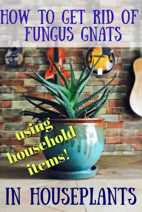 Gnats In House Plants, Houseplant Tips, Indoor Herbs, How To Get Rid Of Gnats, Plants Tips, Fungus Gnats, Plant Bugs, Tattoo Plant, Bucket Gardening