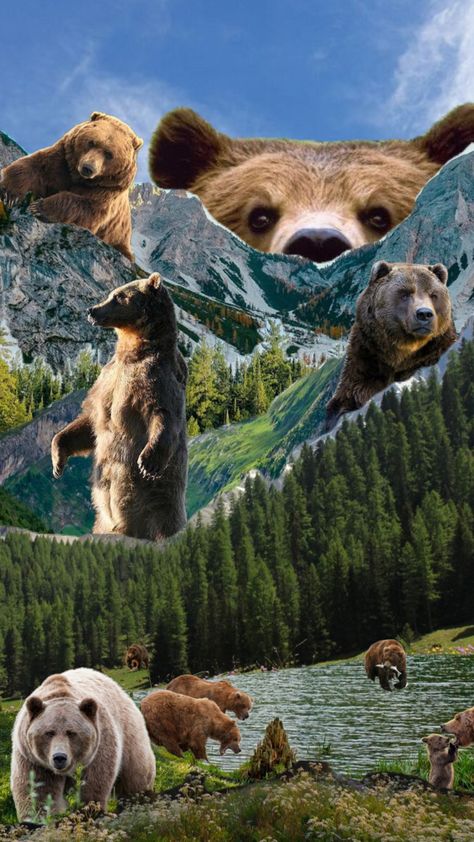 #nature #bear #brownbear #camping #hiking #outdoors #nationalparks #collage #inspo #wallpaper #collageart #shufflefyp #fyp #popular #inspo #aesthetic #vibes Wildlife Collage Art, Bear Background Aesthetic, Zoology Aesthetic Wallpaper, Animal Collage Wallpaper, Aesthetic Bear Wallpaper, Mountains Collage, Bear Wallpaper Aesthetic, Bear Aesthetic Wallpaper, Inspo Wallpaper