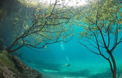 A summer park becomes a lake each spring complete with underwater trees —the Gruener See, or Green Lake as it is called in English is located in the southern Austrian province of Styria. Trees have adapted to being underwater for upwards of a month every year at a time, with the water typically around 40 feet deep through most of the spring. Underwater Park, Art In The Park, Green Lake, Fish Swimming, Natural Phenomena, Underwater Photography, Underwater World, Magical Places, Belle Photo