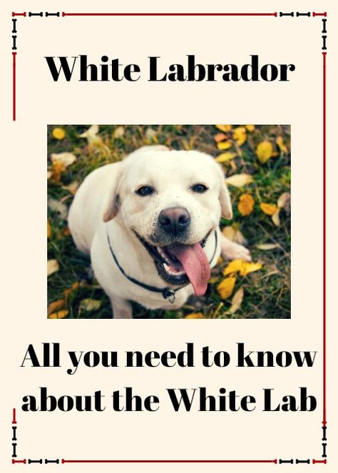 Actually, what is a White Labrador? Is a White lab different from the normal labrador? In this article let us have a look at the beautiful white labrador dog and we provide you with all the interesting information about white labradors. Read our complete comprehensive guide to interesting information about white labs. Plz do comment and share, Thank you 😊 English White Labrador, White Labs Dogs, White Labrador Puppy, White Lab Puppies, American Labrador, Charcoal Lab, Labrador Training, English Lab, English Labrador