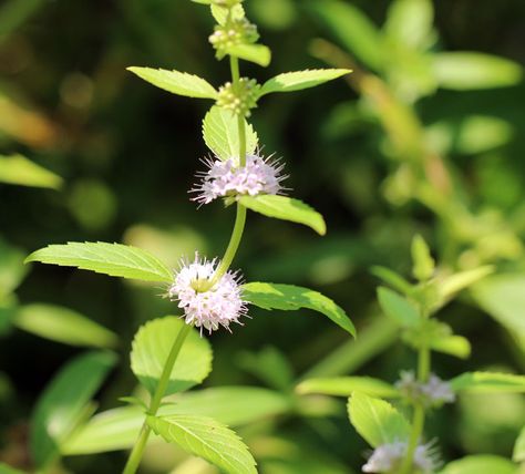 Wildflower Farm, Mint Photography, Mint Plant, Wild Mint, Mint Plants, Tall Plants, Mail Order, Hedges, Purple Flowers