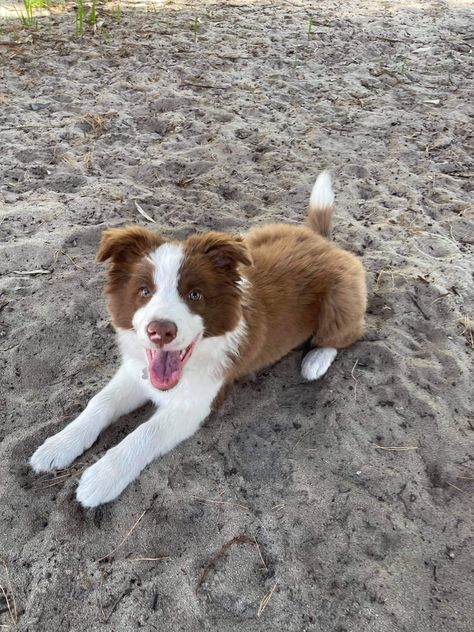 Brown Border Collie Puppy, Brown Border Collie, Border Collie Puppy, Collie Puppy, Dog Mommy, Collie Puppies, Border Collie Puppies, Really Cute Dogs, Pretty Dogs