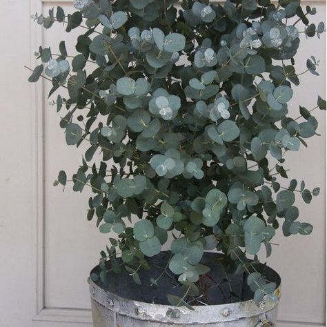 Silver Dollar Eucalyptus Tree, Trees Indoors, Eucalyptus Cinerea, Plant Goals, Dollar Eucalyptus, Silvery Blue, Future Garden, Silver Dollar Eucalyptus, Eucalyptus Tree