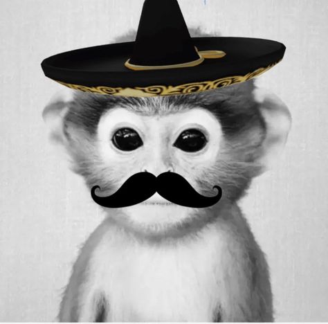 Mexican Monkey, Mexican Hat, Random Pics, Profile Pics, Cowboy Hats, Profile Picture, Collage, Hats, Memes