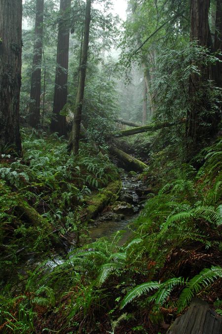 Steep Ravine, Mount Tamalpais State Park Mount Tamalpais State Park, Ravine Aesthetic, Farallon Islands, Mount Tamalpais, Dark Naturalism, Dark Forest Aesthetic, Car Barn, Table Counter, Drinking Fountain