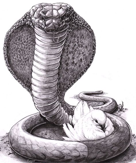 Be as Snakes and Doves King Cobra Tattoo, Cobra Tattoo, 16 Tattoo, Serpent Tattoo, Snake Drawing, Dove Tattoo, Matthew 4, Snake Tattoo Design, Snake Art