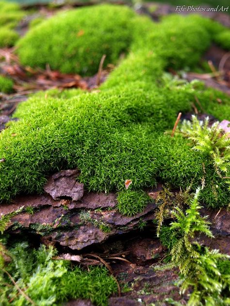 Moss on fallen tree trunk Painting Moss Acrylic, Painting Silhouette, Mossy Tree, Mushroom Pictures, Aquarium Landscape, Fallen Tree, Florida Photography, Woodland Art, Drawing Images