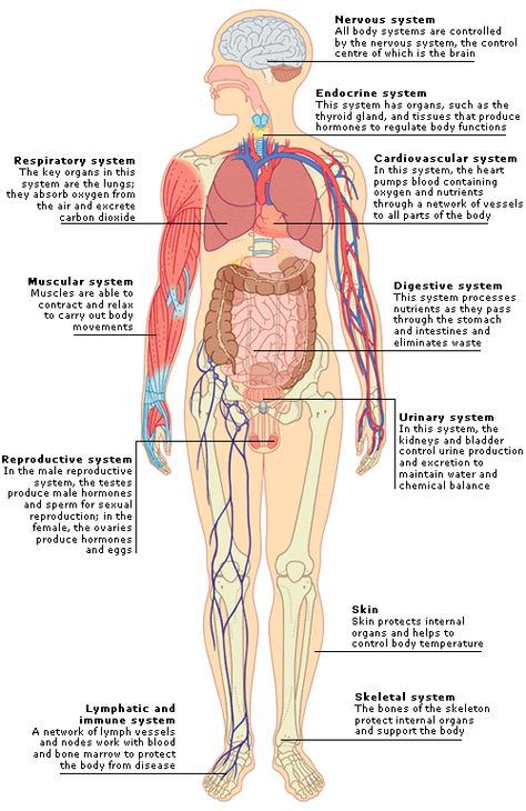 Human Body Biology, Human Body Organ System, Mastectomy Surgery, Human Body Structure, All Body Systems, Anatomy Organs, Human Body Organs, Facial Therapy, Chi Energy