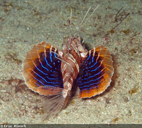 Sea Robin, Northwest Pacific, Colourful Nature, Senior Thesis, Sea Floor, Different Species, Hokkaido Japan, Ocean Fish, Saltwater Tank