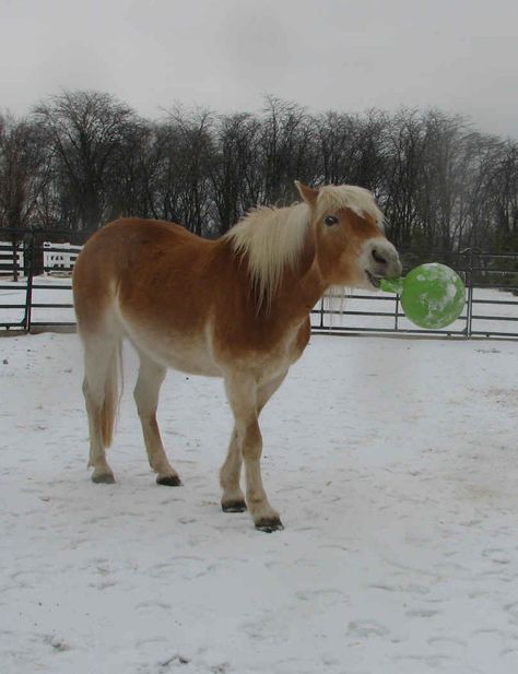 horse with jolly ball | The Haflingers and the Jolly Ball Horse Playing With Ball, Toys For Horses, Horse Tricks, Horse Playing, Foster Puppies, Horse Tips, The Foster, Puppy Play, Spirit Animal