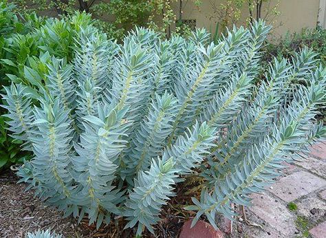 Euphorbia rigida Euphorbia Rigida, Green Things, Blue Garden, California Cool, Agaves, Plant Combinations, Plant List, Desert Plants, Garden Designs