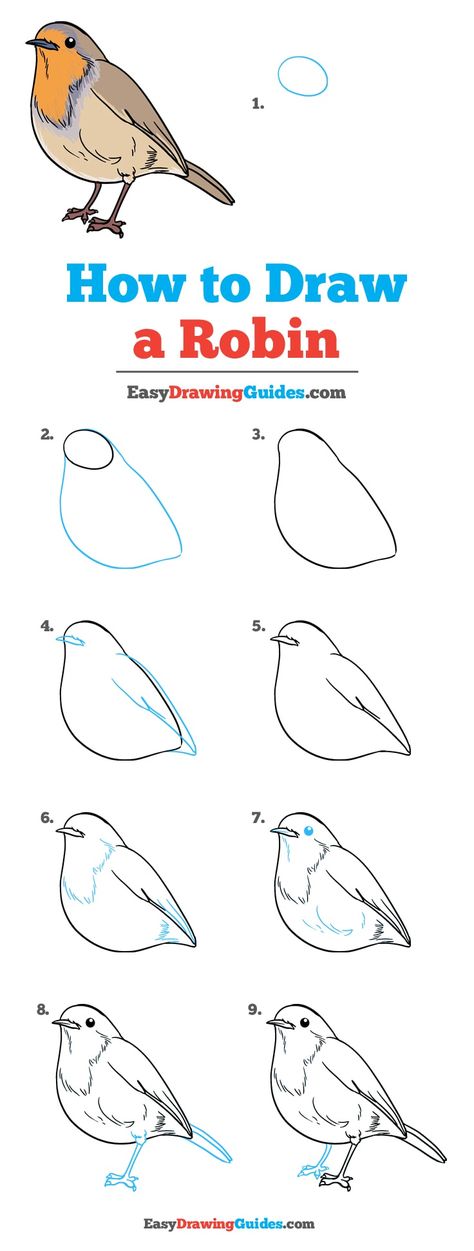 Learn How to Draw a Robin: Easy Step-by-Step Drawing Tutorial for Kids and Beginners. #Robin #Bird #DrawingTutorial #EasyDrawing See the full tutorial at https://easydrawingguides.com/how-to-draw-a-robin/. Robin Printables Free, Drawing A Bird Step By Step, Step By Step Drawing Nature, Easy Robin Drawing, Bird Sketch Tutorial, American Robin Drawing, How To Draw A Robin Step By Step, How To Draw Robin, How To Draw Anything Step By Step