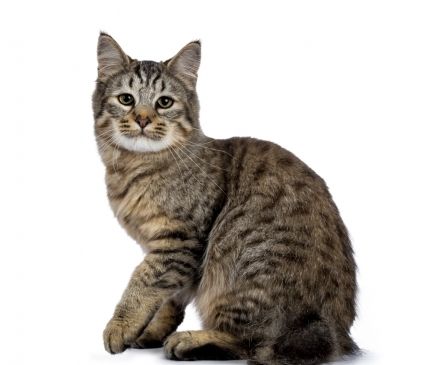 Wondering about the Pixie-Bob breed? Get insights into origins, temperament, size and other characteristics of Pixie-Bob cats. Pixie Bob Cat, Pixie Bob Cats, Bob Cats, Polydactyl Cat, Beautiful Kittens, Cat Breeder, Kitten For Sale, Cat Breed, Pixie Bob