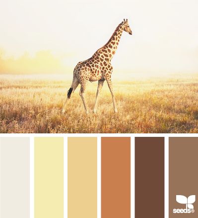 Color Bathroom Design, Albino Animals, Yellow Bedroom, A Giraffe, Room Color, Orange Design, Brown Living Room, Soft Autumn, Yellow Walls