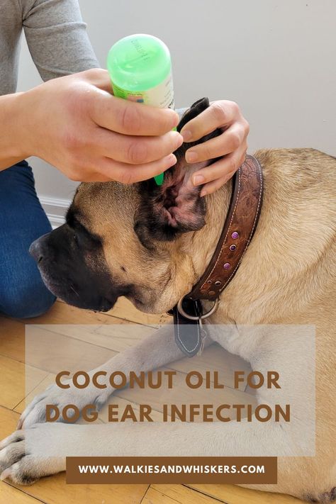 Coconut Oil for Dog Ear Infection | Walkies and Whiskers Natural Remedy For Ear Infections In Dogs, Remedies For Dog Ear Infections Home, Ear Wash For Dogs Diy, Home Remedy For Dog Ear Yeast, Dogs Ears Itching Remedies, Dog Ear Cleaning Solution Diy, Diy Dog Ear Yeast Infection Remedies, Yeast In Dogs Ears Remedies, Ear Mites In Dogs Remedies